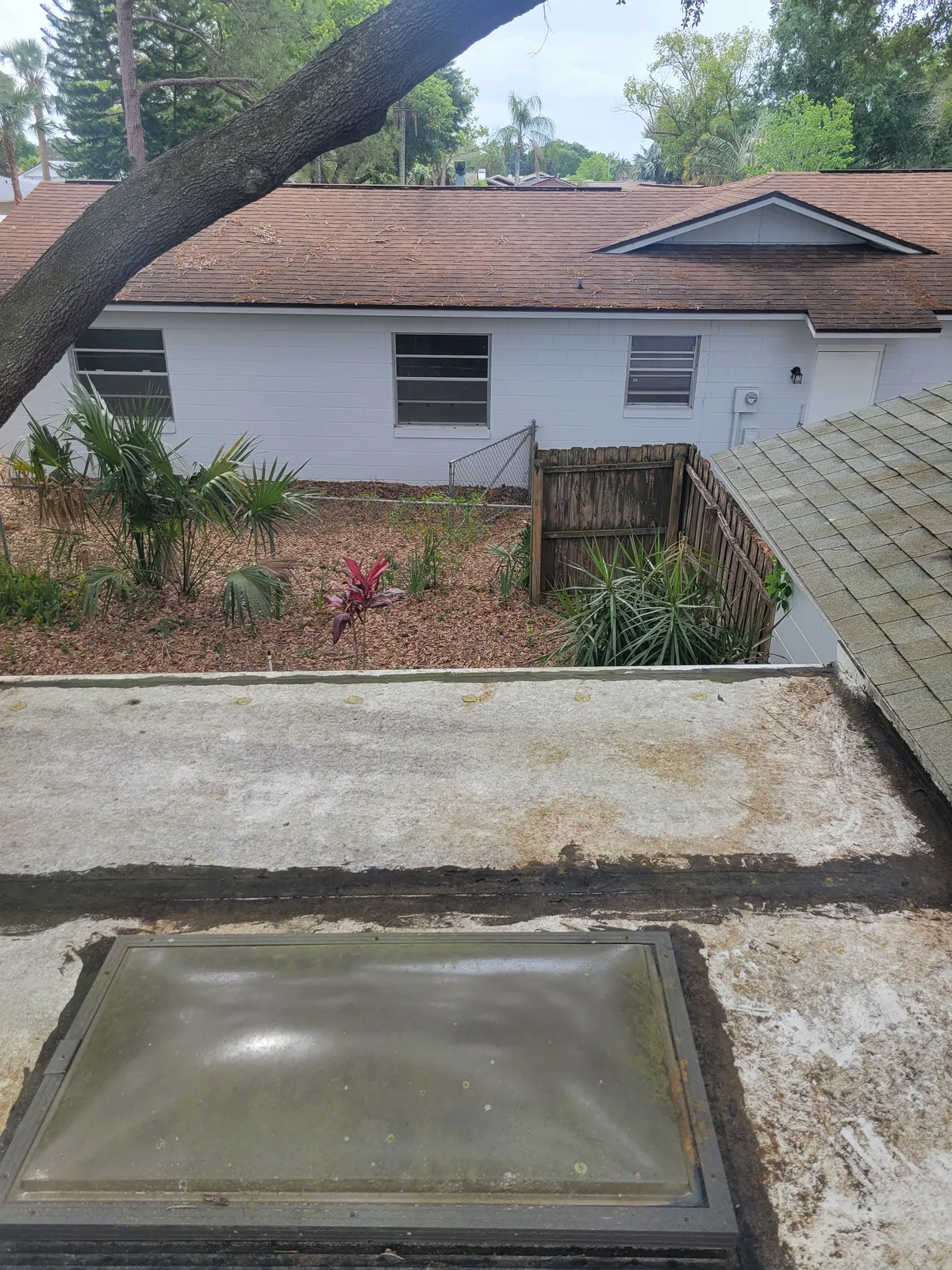 Before: Black streak removal on a shingle roof. Low-pressure soft wash method, no damage.