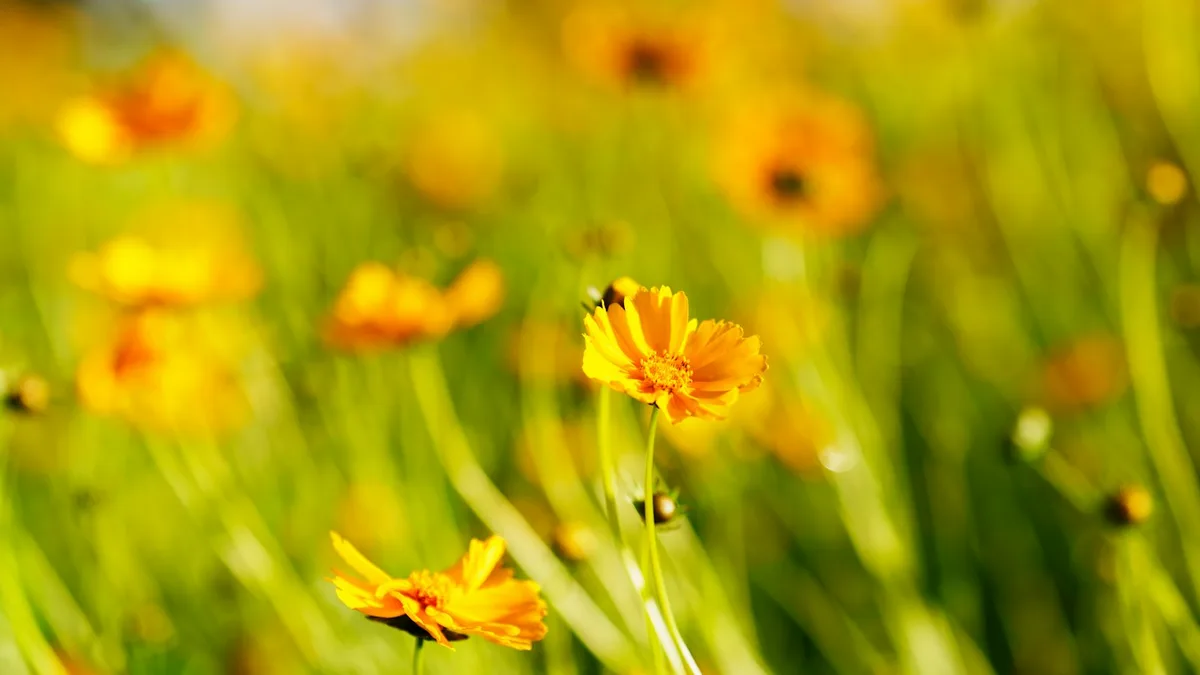 Yellow wildflowers in a field