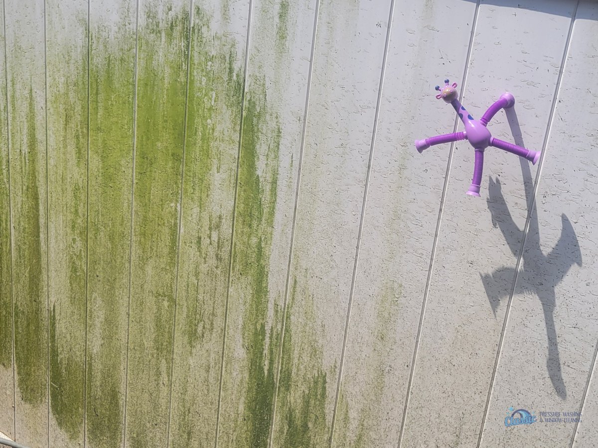Green algae streaks on a white vinyl fence before cleaning